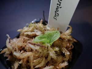Corybas carinatus コリバス　カリナタス　蕾付き