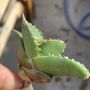 多肉植物アガベ チタノタ ブツブツ系ノ一ネ一ム，極上子株の画像8