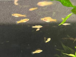 dowa-fmo ski to fish Golden type ( Golden forumosa)4 pair +1 pcs * tropical fish *me Dakar * egg . raw 