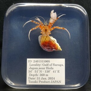 深海生物学術標本　ＩＤ：２４０１３１１００５