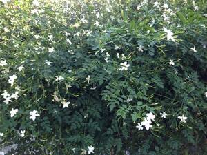 大きめサイズ　2　開花時期が長い　四季咲き　ジャスミン　木立　良い香り 丈夫で初心者さん向け