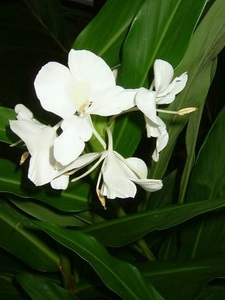 白花ジンジャー　いい香り♪　319-1