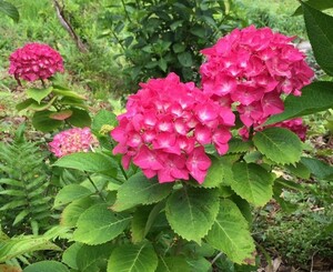  ruby red red series 325-2 West autumn color . possible to enjoy soil . color. change . exist type .... hydrangea 