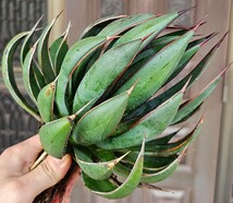 プレイングハンズ　 検（agave チタノタ チタノータ　アガベ　白鯨　吉祥天　パリー パープソラム　氷山 ピンキー　好きにも_画像1