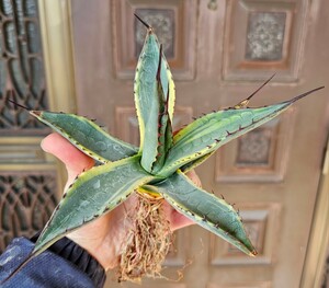 ネオメキシカーナ②　鮮明斑　 検（agave FO　076 チタノータ　アガベ　白鯨　吉祥天　パリー パープソラム　氷山 ピンキー　好きにも