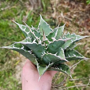 狂刺  検（agave FO 076 チタノータ アガベ 白鯨 吉祥天 パリー パープソラム 氷山 ピンキー 好きにもの画像1