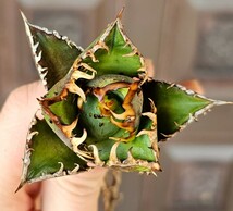 裏刺ごり猫　 検（agave FO　076 チタノータ　アガベ　白鯨　吉祥天　パリー パープソラム　氷山 ピンキー　好きにも_画像1