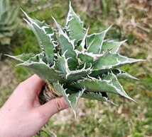 狂刺　 検（agave FO　076 チタノータ　アガベ　白鯨　吉祥天　パリー パープソラム　氷山 ピンキー　好きにも_画像2