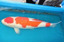 引取限定訳ありDIRECT鯉　室生養鯉場産　5歳　紅白　80cm（0326-4）_画像2