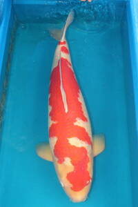 引取限定DIRECT鯉　室生養鯉場産　7歳　紅白　80cm（0321-3）