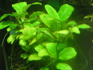  Anubias * yellow marble underwater rearing stock approximately 3 centimeter cut 