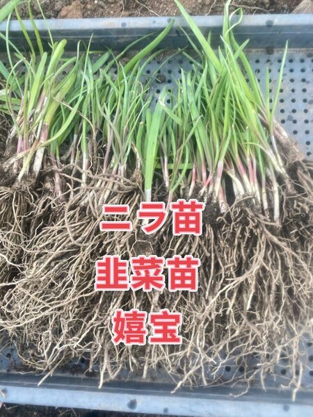 ニラ苗500芽