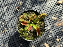 Dionaea muscipula 伊勢産 ハエトリソウ 2_画像1