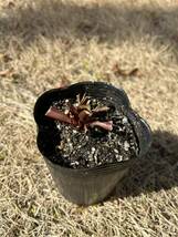 Sarracenia purpurea サラセニア 食虫植物_画像4