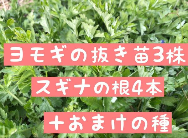 ヨモギの抜き苗3本＋スギナの根4本＋おまけの種