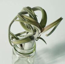 チランジア　インターメディア　Tillandsia intermedia 長さ15cm《eba plants》_画像6