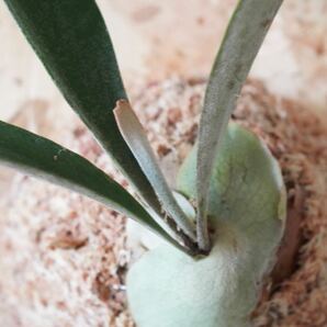 P.AKKI (P.willinckii x P.veitchii silver frond) アッキ ビカクシダ《eba Plants》No.4の画像3