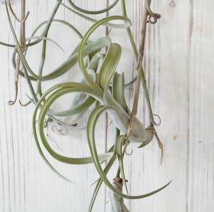 親株　チランジア　インターメディア　Tillandsia intermedia 長さ50cm《eba plants》