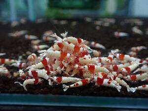 春の蝦祭り！■10匹■レッドビーシュリンプモスラ/☆綺麗な個体を選別いたします☆《eba shrimp 》