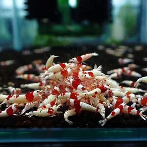 春の蝦祭り！■5匹■レッドビーシュリンプ/1.5cm程の個体を選別いたします☆《eba shrimp 》