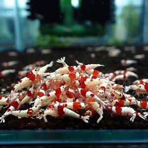 春の蝦祭り！■10匹■レッドビーシュリンプ/1.5cm程度の個体を選別いたします☆《eba shrimp 》