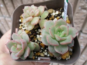 紅化粧 訳有り 小型品種 抜き苗 3苗 エケベリア 多肉植物 b