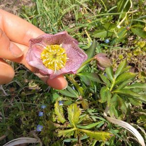 クリスマスローズ　シングル　苗　一重　開花株　　ピンク色　　模様あり