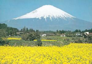 富士山　菜の花　絵はがき　ポストカード