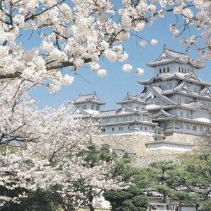 姫路城 桜 絵葉書 ポストカード 日本のお土産の画像1