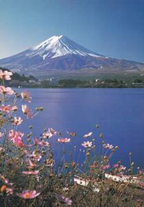 富士山　コスモス　絵はがき　ポストカード　