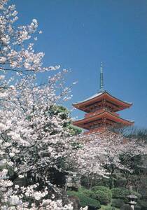 清水寺　京都　三重塔　桜　絵はがき　ポストカード　