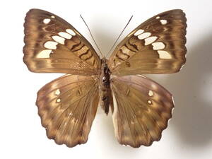 ** Hori car ichimonji* Taiwan foreign product butterfly kind specimen butterfly kind butterfly specimen butterfly butterfly specimen butterfly kind specimen specimen insect insect .. specimen 