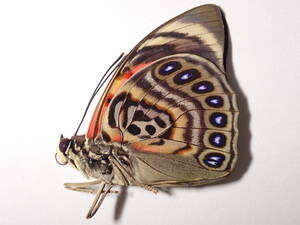 **kla ude .na UGG rear s* PERU ⑤ foreign product butterfly kind specimen butterfly kind butterfly specimen butterfly butterfly specimen butterfly kind specimen specimen insect insect .. specimen 