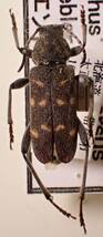●●オクエゾトラカミキリ1ex. 北海道 国産 国産甲虫 日本産 日本産甲虫 甲虫 昆虫 虫 カミキリ カミキリムシ 学術標本 標本_画像1