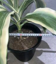 【Dracaena Fragrans Victoria' White-Paradise '】ドラセナ・ビクトリア・ホワイトパラダイス 白斑　プラ鉢約20cm_画像2