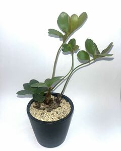 【Zamia pumila】ザミア　プミラ　プラ鉢約9.5cm ソテツ　サイカス