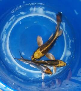 [.. common carp ...] Special on 20 number modern hi Rena ga3 pcs approximately 9~11cm in photograph individual future fun ..!
