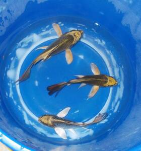 [.. common carp ...] Special on 20 number modern hi Rena ga3 pcs approximately 10~11cm in photograph individual future fun ..!