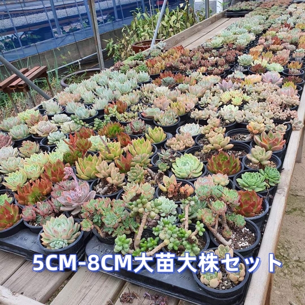 F6 多肉植物10苗セット5CM-8CM 特大苗大株 韓国苗 激レア高級美苗 観葉植物