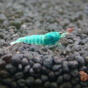 [ shrimp .] turquoise shadow shrimp 1 pcs 