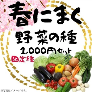 【Yオク、フリマ】春にまく野菜の種　1,000円セット【2024年　春】