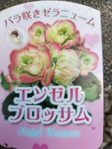 ゼラニウム苗　エンゼルブロッサム　季節の花　鉢植え