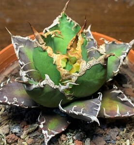 A251多肉植物アガベ チタノタ Agave titanota ‘包心龍’