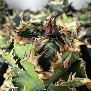 X69多肉植物 アガベ チタノタ 台湾GODZILLA ゴジラ 狂刺子株