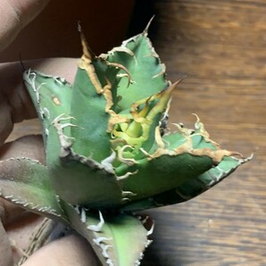 A231多肉植物 アガベ チタノタAgave titanota ‘包心龍’の画像9