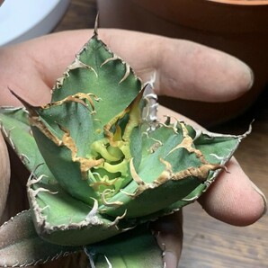 A231多肉植物 アガベ チタノタAgave titanota ‘包心龍’の画像5