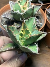 A236 多肉植物 アガベ チタノタ Agave titanota ‘包心龍’_画像2