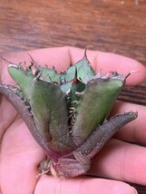 P911多肉植物アガベ チタノタ Agave titanota ‘鯊魚剣’ 強棘 狂刺 子株_画像6