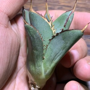 A807多肉植物アガベ チタノタ Agave titanota ‘鯊魚剣’ 強棘 狂刺 子株の画像5