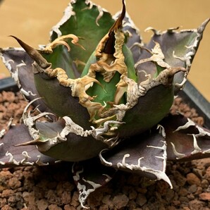 XH2多肉植物アガベ チタノタ Agave titanota ‘包心龍’の画像2